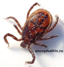  Ixodes Ricinus